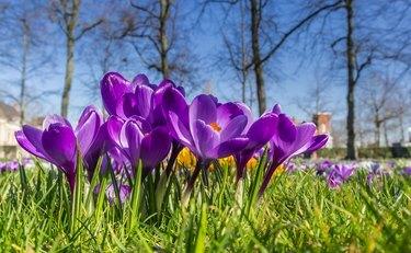 Azafranes púrpuras en la primavera en la hierba