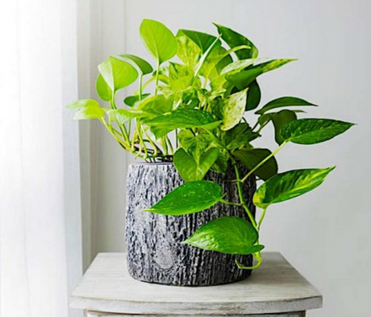 Gouden Pothos-plant