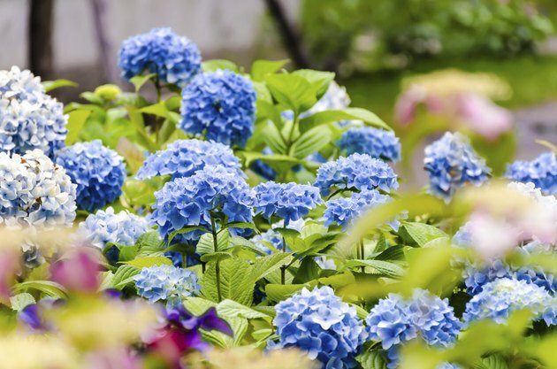 Hortensia azul en el jardín