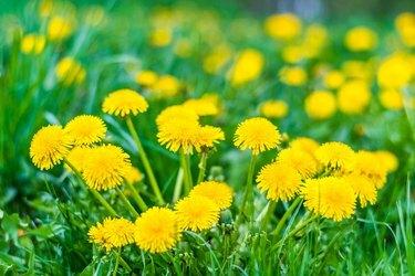 Taze sarı dandelions ve yeşil çim ile güzel alan