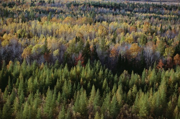 Есенна гора в Национален парк Ла Мориси в Квебек, Канада