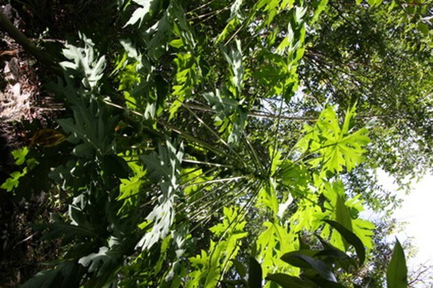 albero di avocado