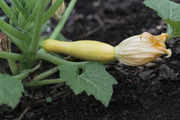 Небольшой органический желтый кабачок с цветком, растущий в саду на заднем дворе