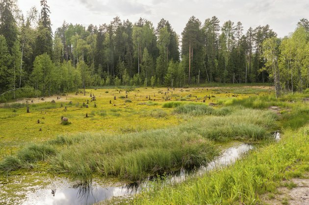 Myrlandskap med tomt för öppen vatten mot skogbakgrund.