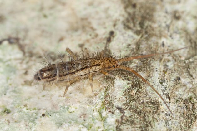 Springtail (Collembola) sitter på tre, ekstrem nærbilde