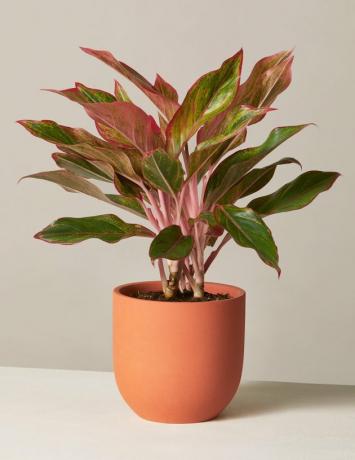 Biljka Sill Red Aglaonema