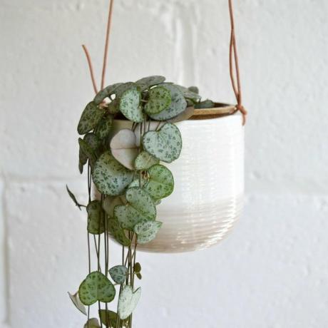 Planta Chain of Hearts