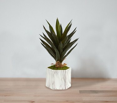 pianta di agave finta