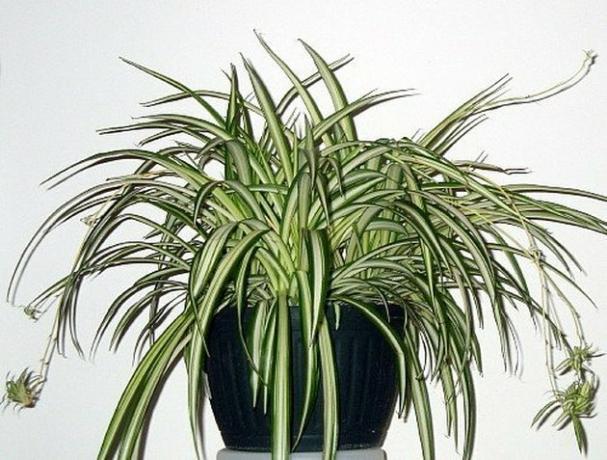 Planta aranha
