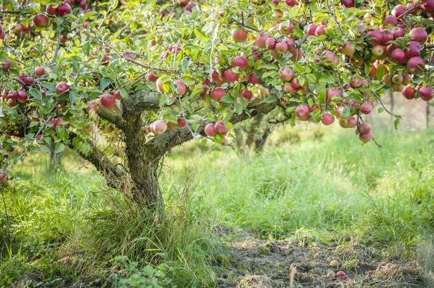 Δέντρο μηλιάς στον παλαιό οπωρώνα μήλων οριζόντιο.