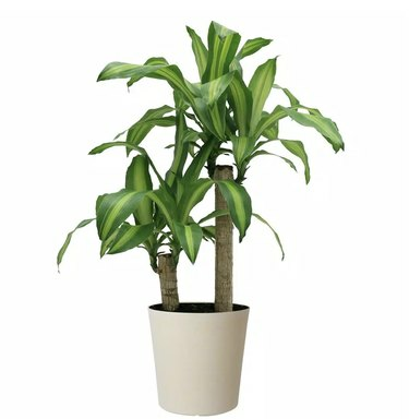Plantas Home Depot