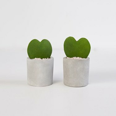 „Dykumos meilė“, 44 USD