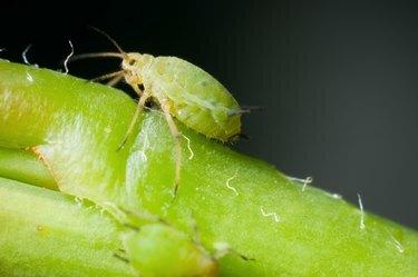 macro di singolo greenfly