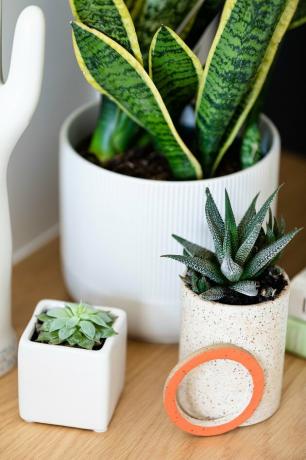 três vasos de plantas com suculentas