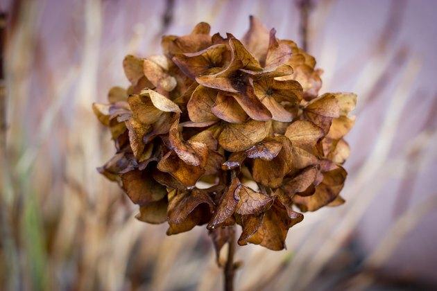 Hydrangea droog in de herfst