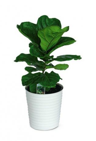 aldi fiddle list fig