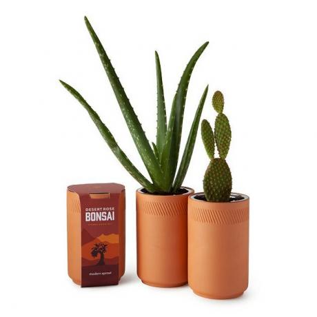 árvore bonsai de bens incomuns