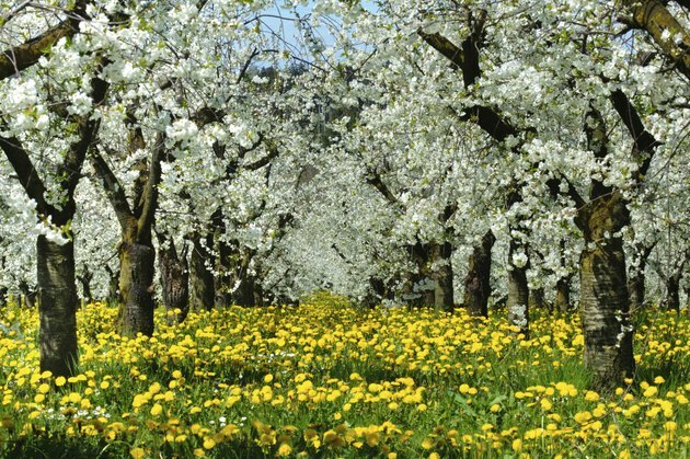 blommande äppelträd