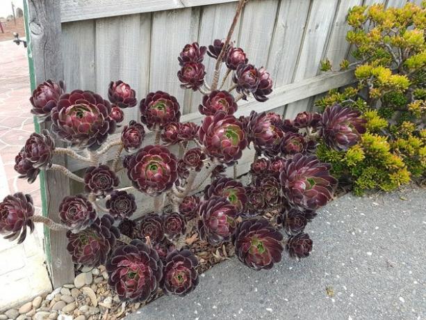 Aeonium arboreum 'Zwartkop' - musta ruusu