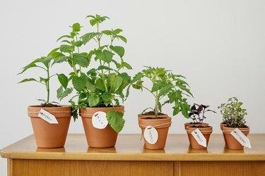 Plantas vegetais e ervas em vasos de barro