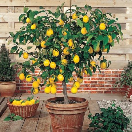 Мейер лимонное дерево