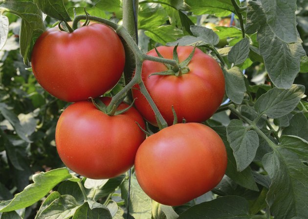 Tomate 35