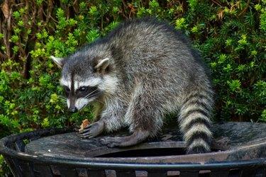 Guaxinins (Procyon lotor) comendo lixo ou lixo em uma lata invadindo a cidade em Stanley Park, Vancouver British Columbia, Canadá.