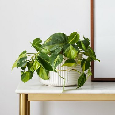 Golden Pothos i hvid planter