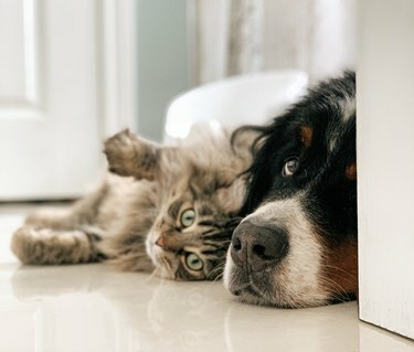 cão e gato acariciando